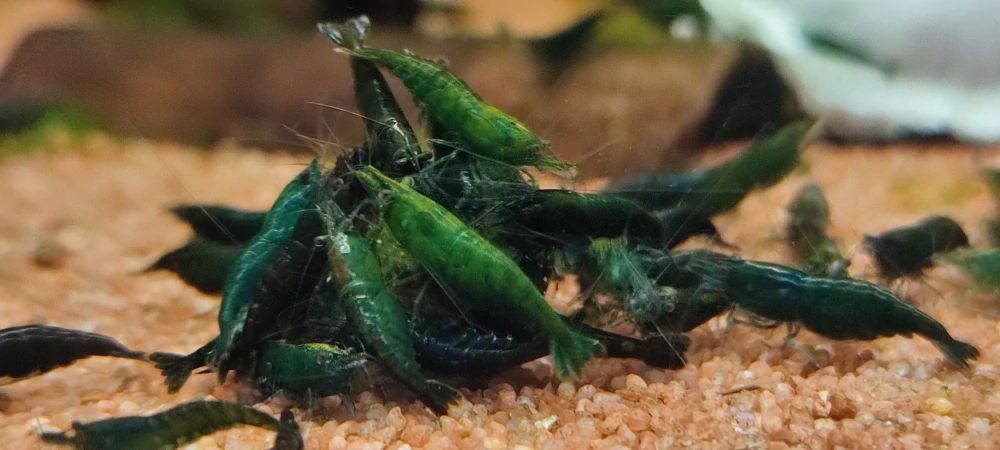 Neocaridina Davidi var.Green Jade Dark