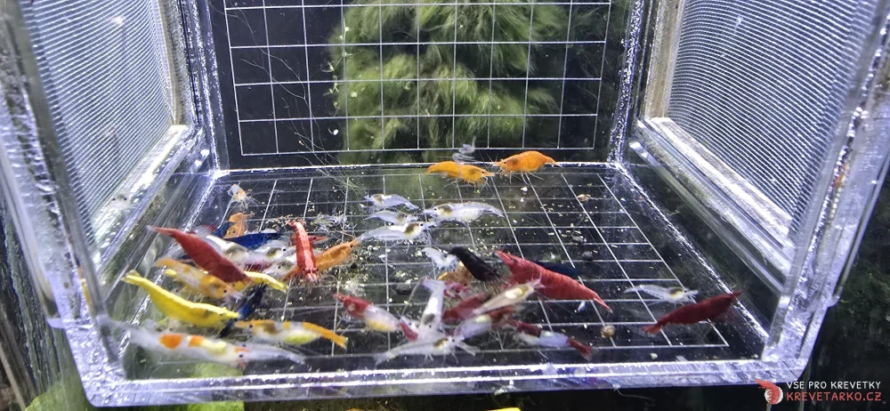 Neocaridina Davidi - mix barev