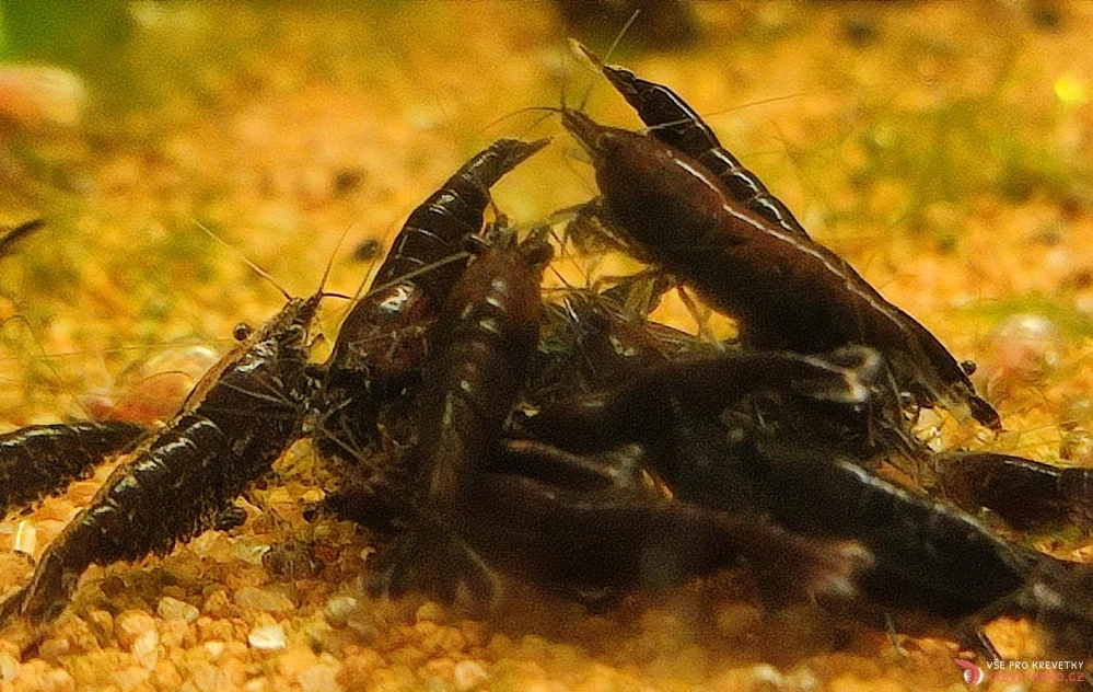 Neocaridina Davidi var. Black Rose