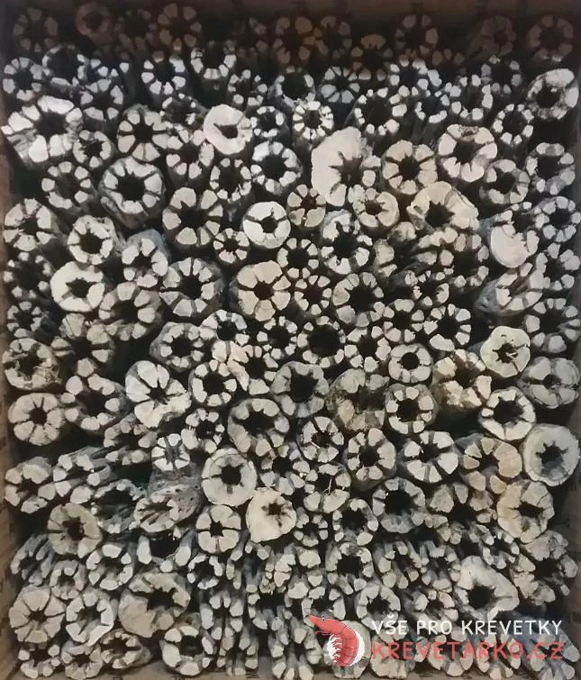 Cholla wood 7,5 cm