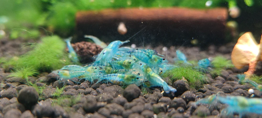 Neocaridina Davidi var. Blue Jelly
