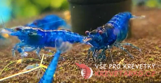 Neocaridina Davidi var. Blue Velvet