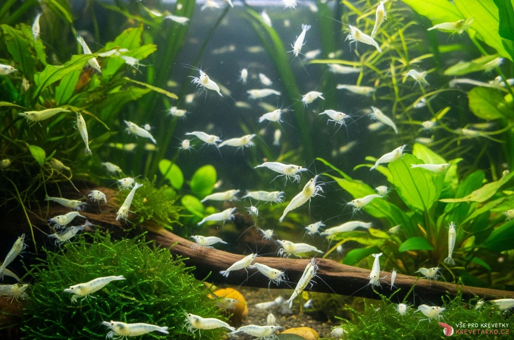Neocaridina var. White Pearl