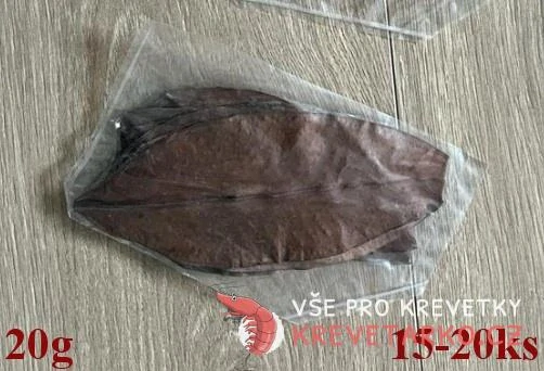Mangrovové Listy (Rhizophora)