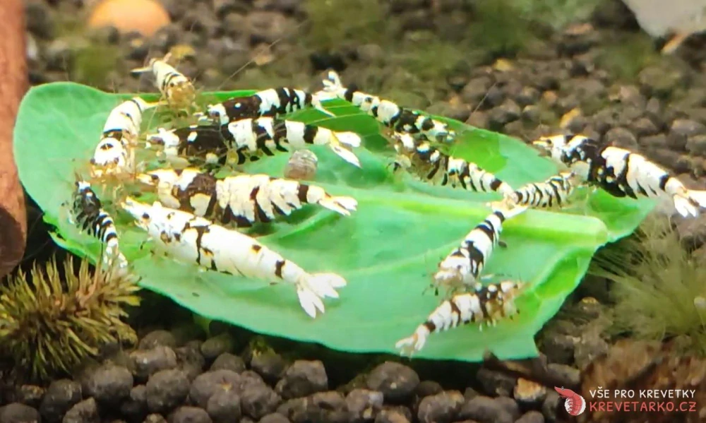 Caridina sp. Black Fancy Tiger