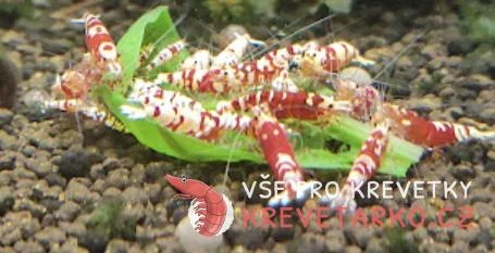 Caridina sp. Red Fancy Tiger