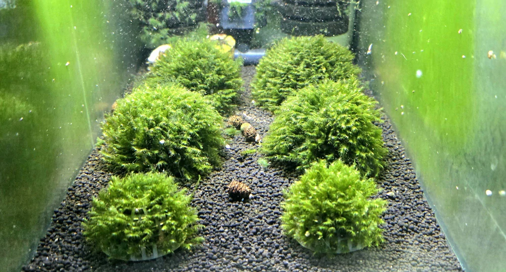 Fissidens fontanus - Phoenix moss