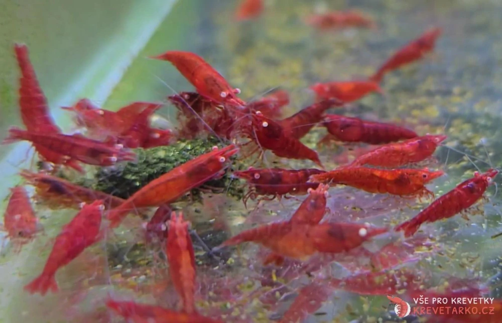Neocaridina davidi var. Red Fire GE