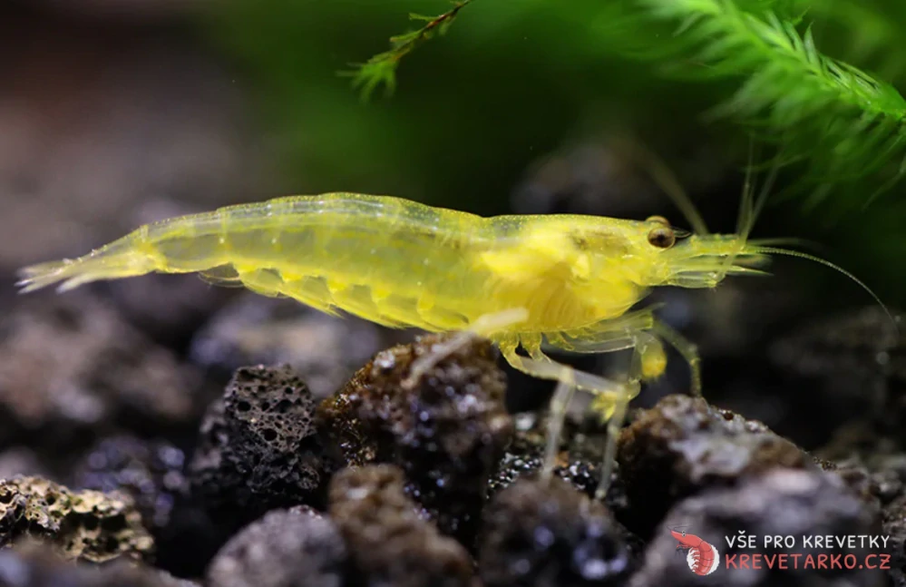 Caridina multidentata / Japonica Amano Yellow