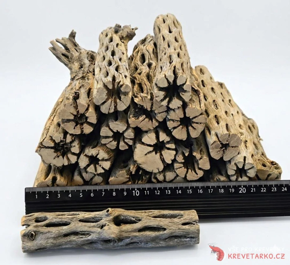 Cholla wood 15cm XXL