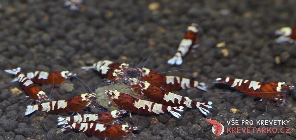 Caridina sp.Red Pinto Nanashi