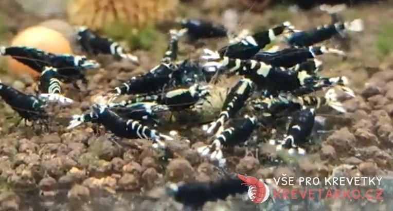 Caridina sp.Black Pinto Nanashi