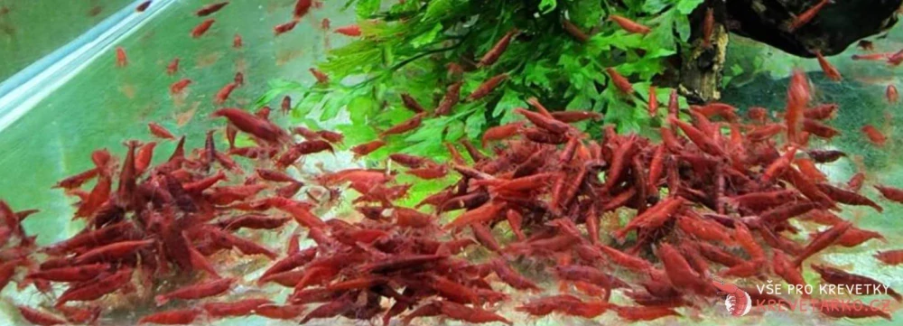 Neocaridina davidi var. Red Fire 