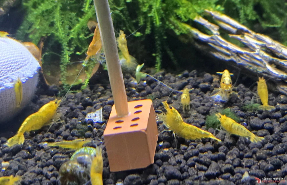 Shrimp-Lollies All-in-One 10ks