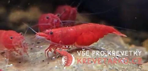 Neocaridina Davidi var. Blood Mary