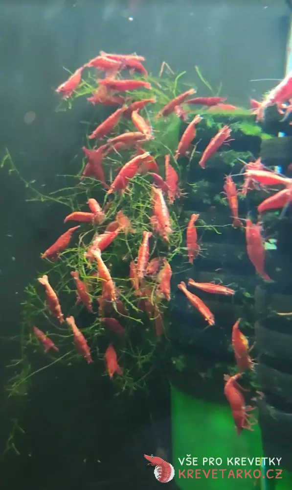 Neocaridina Davidi var. Red Fire