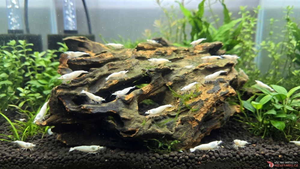 Honeycomb Wood 20-30cm