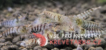 Caridina cf. Babaulti Zebra OE