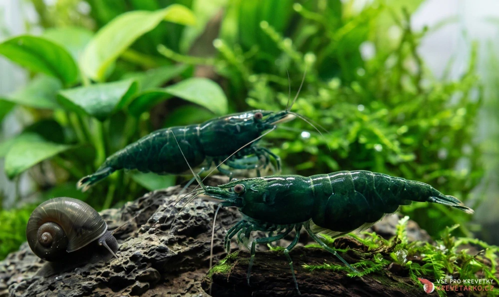 Neocaridina Davidi var.Green Jade Dark