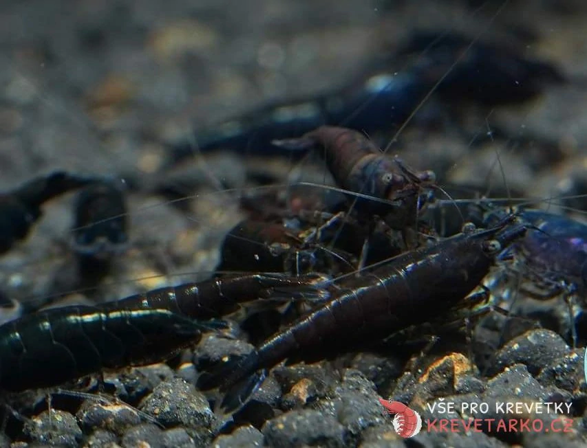 Neocaridina Davidi var. Black Rose