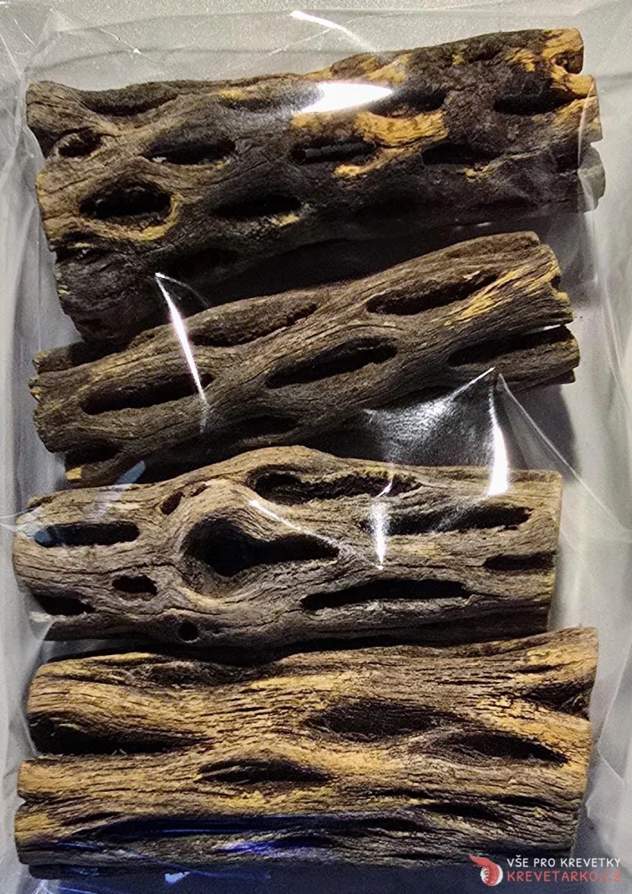 Cholla wood 7,5 cm