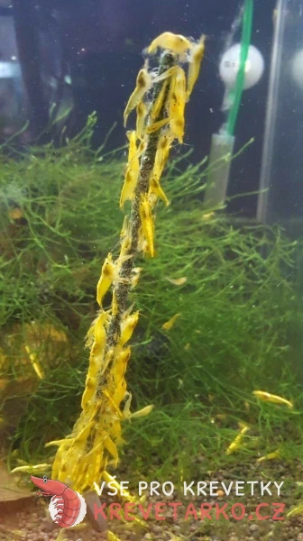Shrimp Lollies (lízátko) 1ks