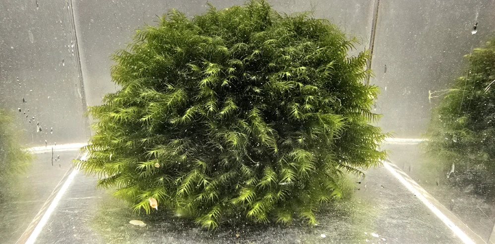 Fissidens fontanus - Phoenix moss