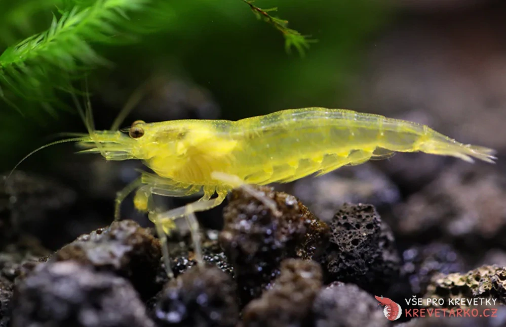 Caridina multidentata / Japonica Amano Yellow
