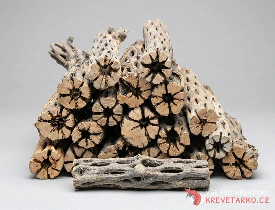 Cholla wood 15cm XXL