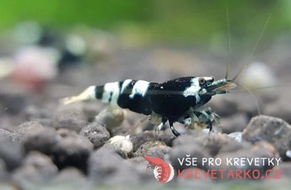 Caridina sp.Black Pinto Nanashi