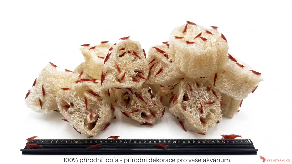 Luffa 
